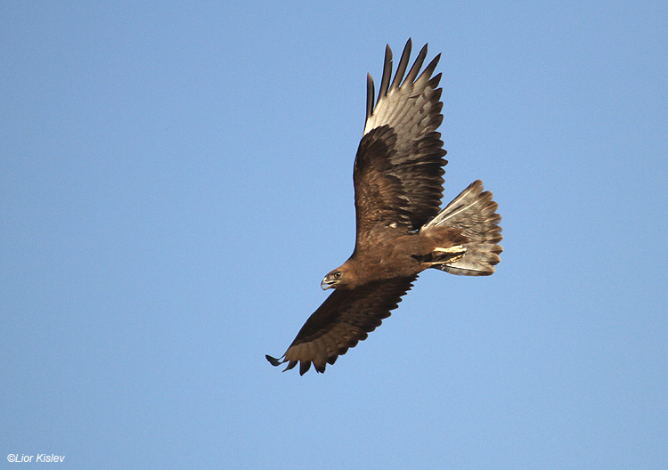     Long Legged  Buzzard  Buteo rufinus Dark Morph,Golan,Israel  05-05-10 .Lior Kislev                                       